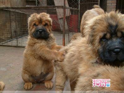 纯种高加索犬 纯种高加索犬多少钱一只 高加索犬的照顾方式