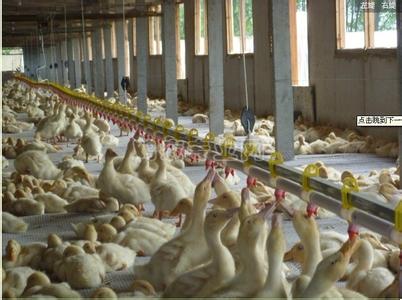 肉鸭自动化养殖设备 肉鸭要怎么养