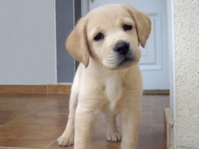 拉布拉多犬纯种幼犬 纯种拉布拉多犬多少钱一只 纯种拉布拉多幼犬价格(2)