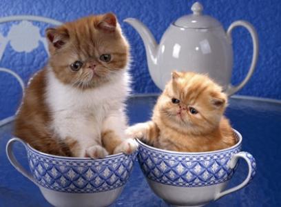 茶杯猫大约多少钱一只 茶杯猫的习性和饲养