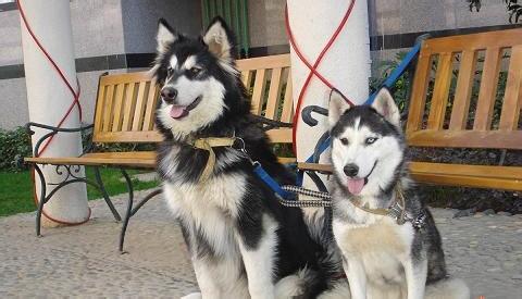 雪橇犬阿拉斯加犬 阿拉斯加雪橇犬怎么养 阿拉斯加犬与哈士奇的对比