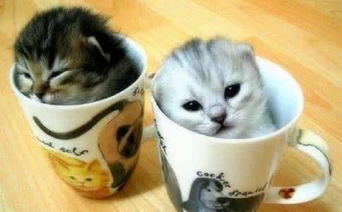 茶杯猫多少钱一只 纯种茶杯猫多少钱一只 纯种茶杯猫的饲养方法