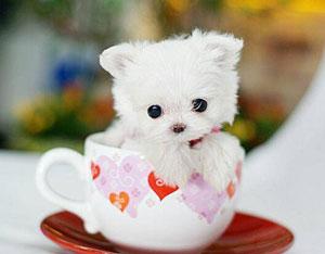 茶杯猫最少多少钱一只 一只茶杯猫多少钱