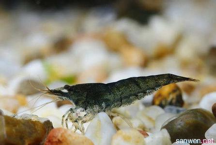 黑壳虾饲养 黑壳虾怎么养 黑壳虾的饲养方法