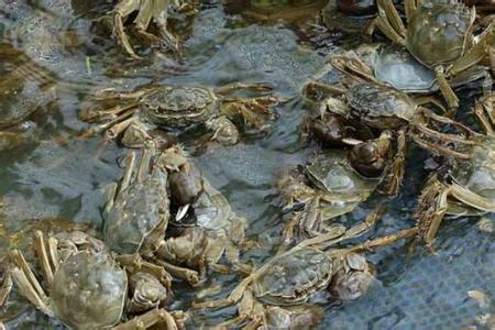 河蟹怎么养殖 河蟹的生活习性