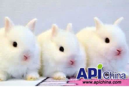 刚买的小兔子怎么养 小兔子怎么养才不会死