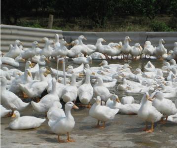 养殖鸭子的利润怎么样 怎么养殖鸭子