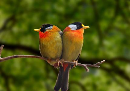 相思鸟的护理知识 相思鸟怎么养 相思鸟的护理方法