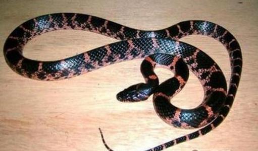 赤练蛇怎么养 赤练蛇的生活习性