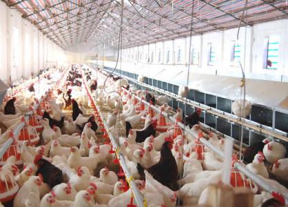 肉鸡养殖网 怎么养殖肉鸡 肉鸡的管理