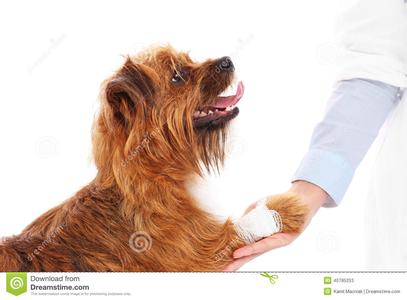 为什么狗狗总是舔爪子 狗为什么舔爪子 狗舔爪子的原因