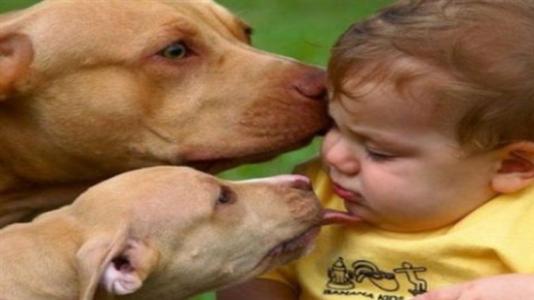 狗狗喜欢舔人脸图片 狗为什么喜欢舔人脸 狗喜欢舔人脸的原因