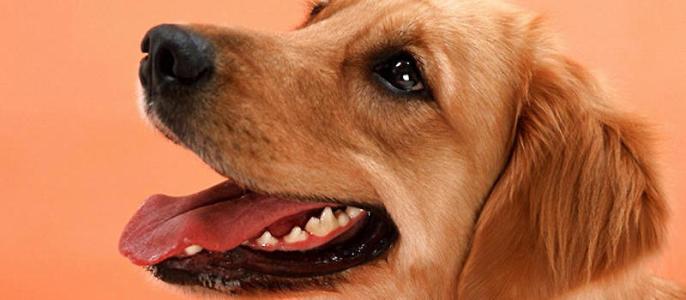 为什么狗狗喜欢舔皮肤 狗狗为什么喜欢舔人脸