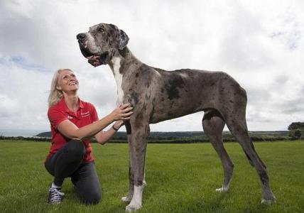 大丹犬凶吗 世界最高大的狗大丹犬图片 大丹犬价格 大丹犬凶吗