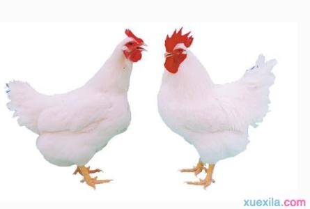 肉鸡饲养管理技术 怎么养好肉鸡 肉鸡的管理方法