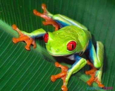 树蛙怎么养 树蛙的生活习性