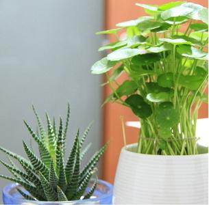 适合办公室养的植物 如何挑选适合办公室的植物