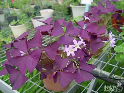 紫叶酢浆草怎么繁殖 紫叶酢浆草的繁殖