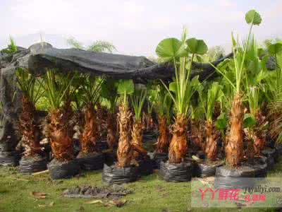 杉类植物养护措施 棕榈科植物的养护措施