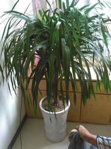 适合放卧室的绿色植物 哪些植物适合放在室内