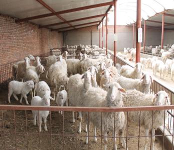 圈养羊的养殖技术 怎样养好圈养羊_圈养羊的养殖