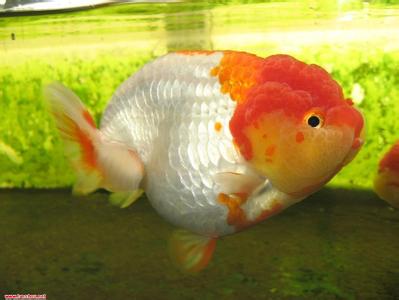 金鱼的外形特征 兰寿金鱼怎么养 兰寿金鱼的外形特征