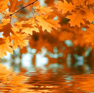 秋天的树叶有哪些 秋天的树叶