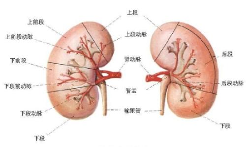 肾阳虚早泄吃什么药 肾虚早泄吃什么食物好