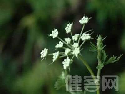 白花雷公根煲鸡的功效 白花雷公根的功效与作用