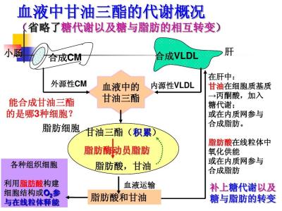 血脂代谢及其调节 血脂是怎么形成的 血脂的代谢和调节