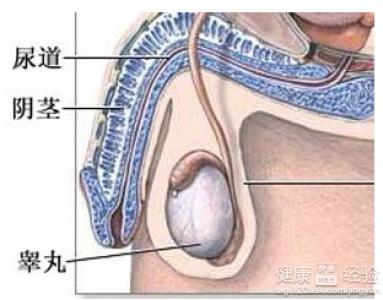 阴囊潮湿吃什么食物 阴囊潮湿吃什么好_阴囊潮湿宜吃的食物