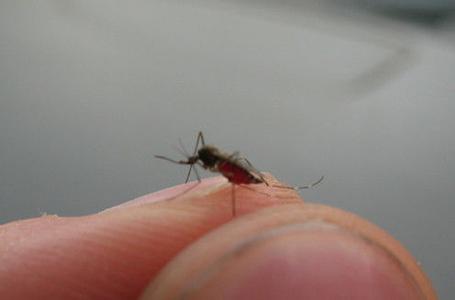 什么血型招蚊子叮咬 6种人最招蚊子叮咬