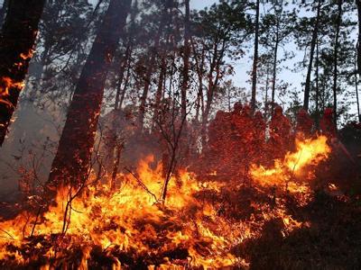 怎样预防森林火灾 什么是森林火灾