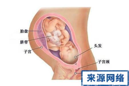 37周胎儿发育情况 怀孕37周胎儿发育情况和健康状态