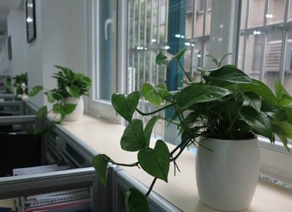 办公桌摆放风水植物 办公桌如何摆放植物风水知识