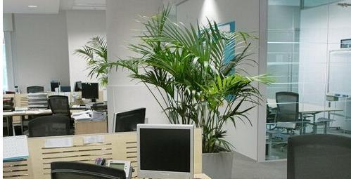办公室植物摆放风水 办公室植物摆放风水好