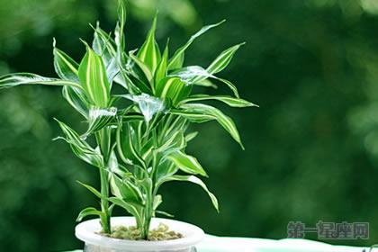 富贵竹的风水作用 家庭养花的风水富贵竹的风水作用
