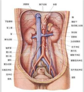 女性肾在哪个位置图 肾在哪个位置图