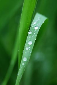 谷雨短信 谷雨手机短信