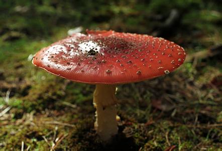 如何辨别有毒蘑菇 如何识别毒蘑菇