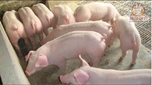 网格化管理的具体措施 春季养猪具体管理措施