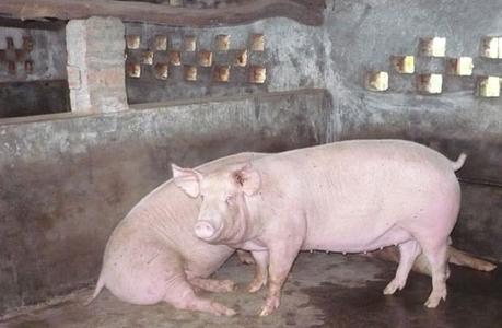 国外公猪母猪配种视频 繁殖母猪冬季配种好