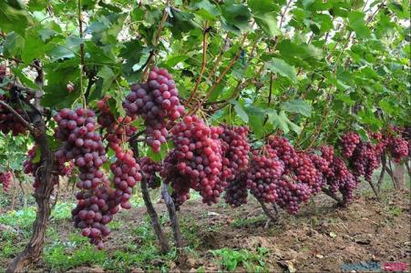 红提葡萄 红提葡萄栽种有条件