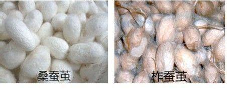 柞蚕丝和桑蚕丝的区别 柞蚕丝与桑蚕丝有什么不同，应该如何区分