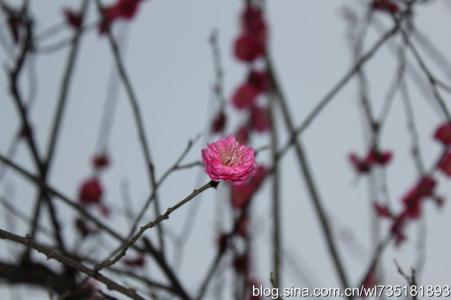 花季虽然会过去 想起又是一季过去了，花的一季，花季