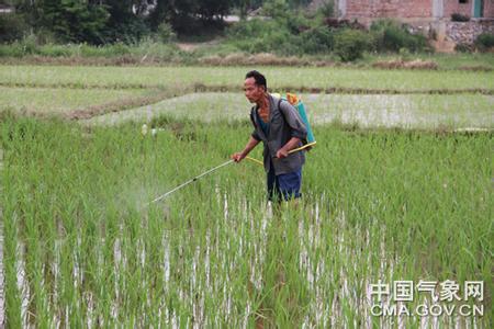 早稻病虫害防治 早稻破口期注意防治病虫害
