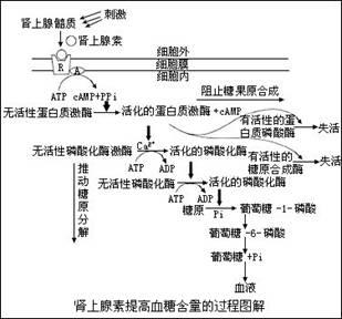 生长激素的用法 激素的用法 激素有什么作用