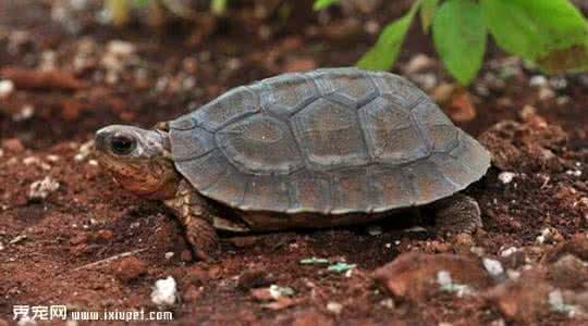 洪都拉斯木纹龟怎么养 木纹龟怎么养