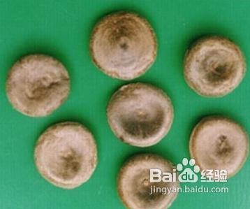 马钱子的功效与作用 马钱子的用法 马钱子有什么功效