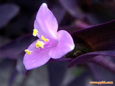 紫罗兰种植方法小盆栽 紫罗兰盆栽怎么养 紫罗兰的繁殖方法